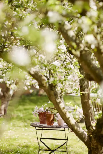 garden in spring with pink blossom