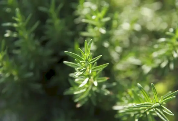 rosemary,close up