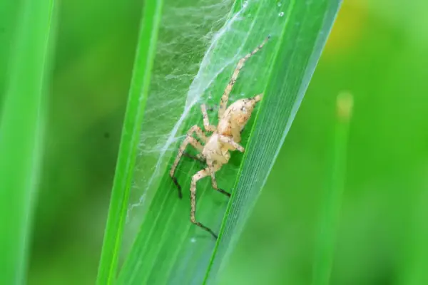 uk spiders – buzzing spider