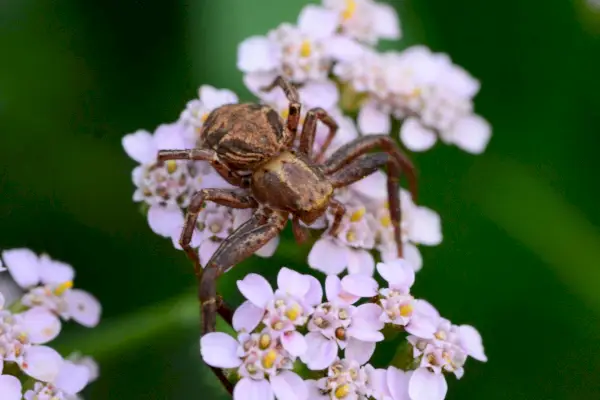 uk spiders – common crab spider