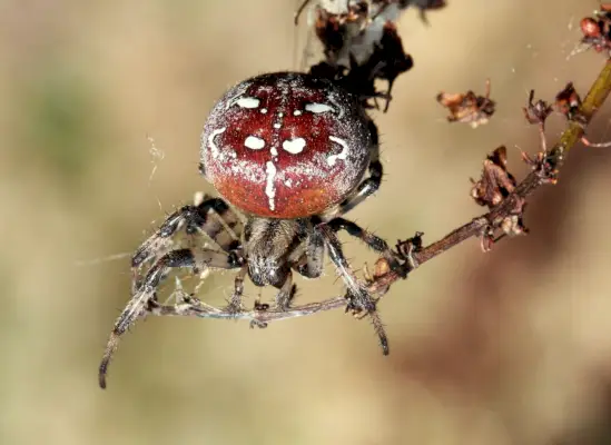 uk spiders – four spot orb spider