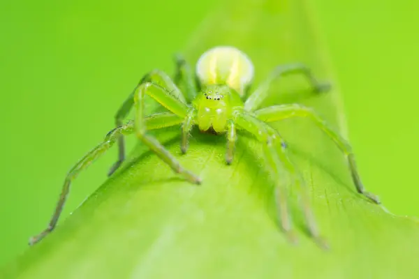 uk spiders – green huntsman spider