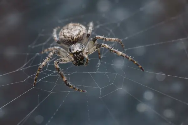 uk spiders – labyrinth spider