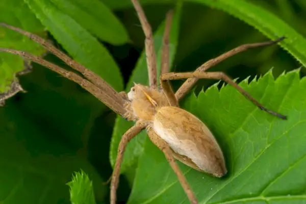 adult male running crab spider of the family philodromidae