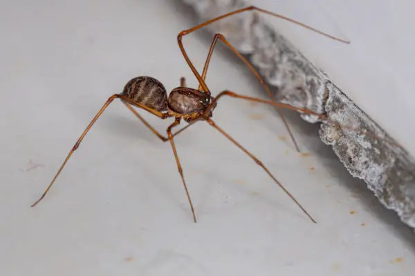 small arthropod animal