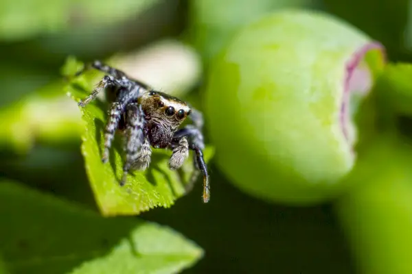Portrait of a Jumping Spider (Salticus scenicus)