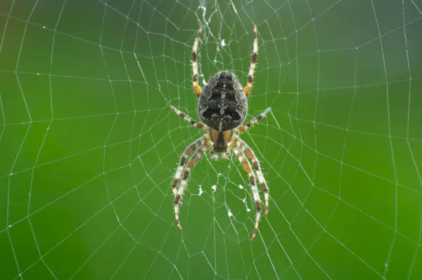 Spider on web
