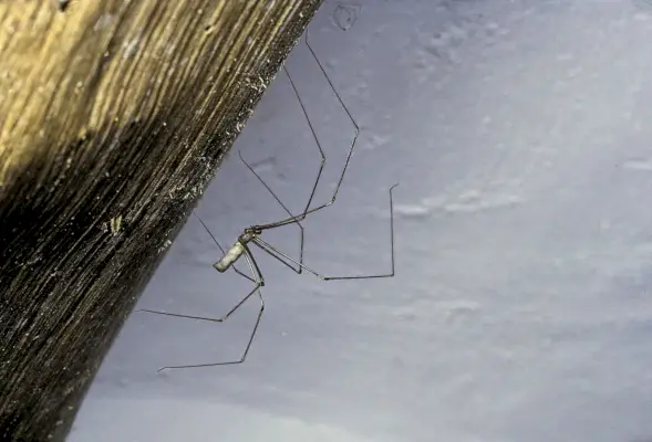 cellar spider