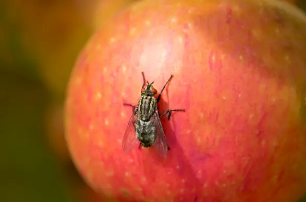 fly sitting on a red apple