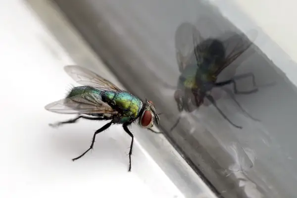 house fly glass reflection closeup