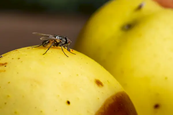 fly on a rotten apple