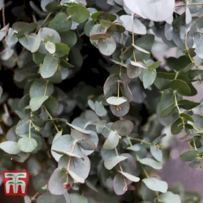 Thompson & Morgan Eucalyptus Tree
