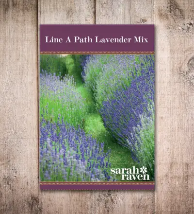 Sarah Raven Line a Path Lavender Mix