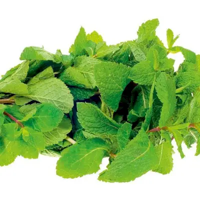 Suttons Seeds Mint (750 Seeds)