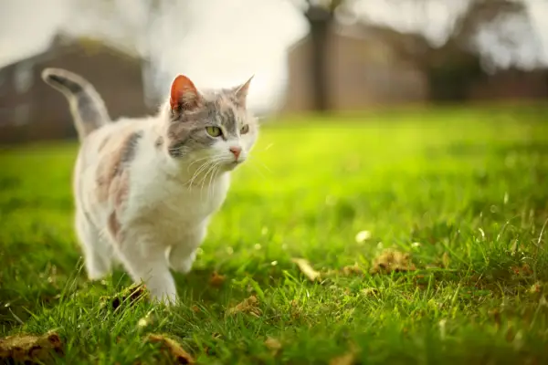 cat walking on the grass