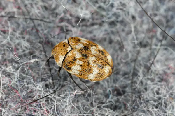 varied carpet beetle anthrenus verbasci