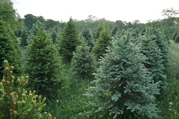 christmas tree farm