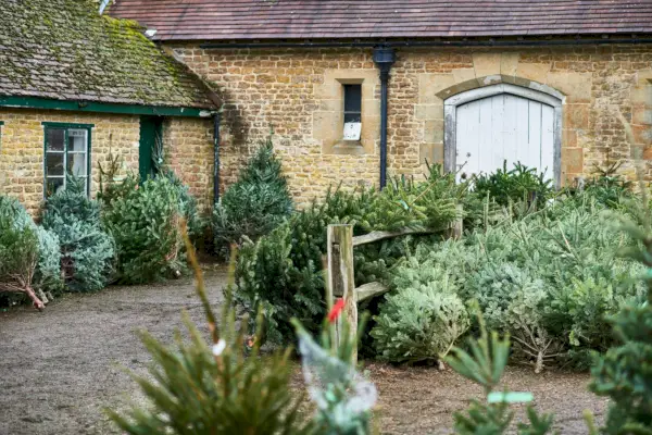 how to reuse christmas tree