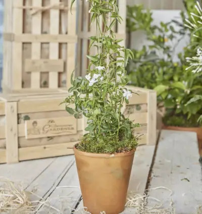 close up view of decorative palm tree in blurred room