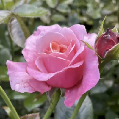 beautiful purple orchid phalaenopsis flower