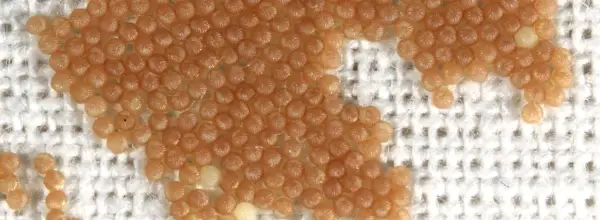 moth-eggs-on-fabric - Rentokil