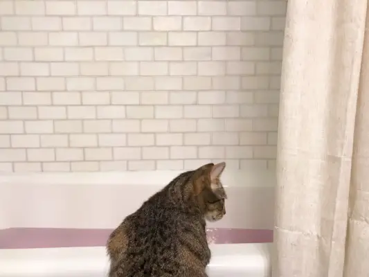cat looking in bathtub filled with water