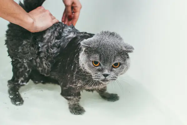cropped hands of woman washing gray scottish fold cat in bathtub, focusing on his body and leaving his head dry