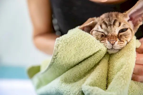 cute devon rex cat in green bath towel