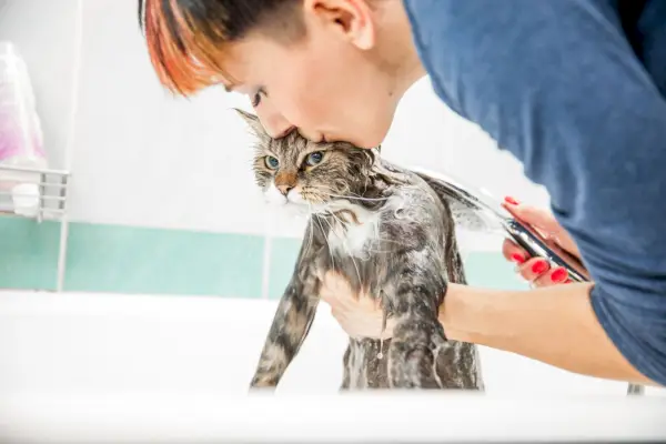 adult woman washing siberian cat in bathtub, lifting up his front end from under his arms and kissing his head as she works