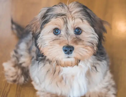 closeup shot of a cute adorable sad looking domestic shih poo type of dog indoors