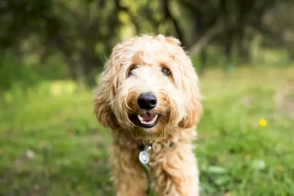 happy labradoodle dog outdoors