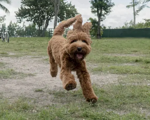 golden doodle having fun
