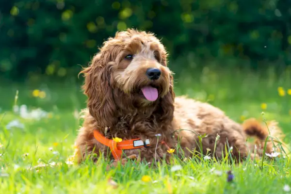 young cockapoo dog sitting in a meadow