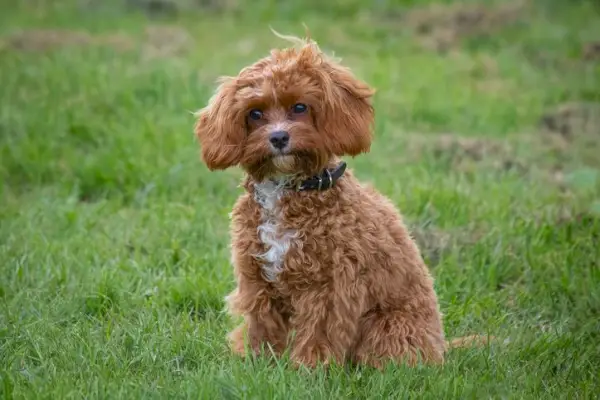 cavapoo puppy