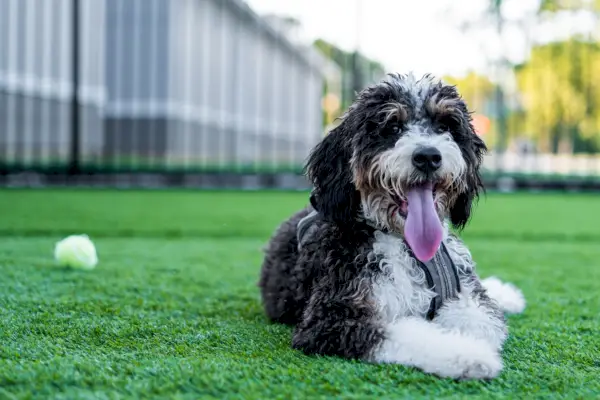 bernedoodle at the park
