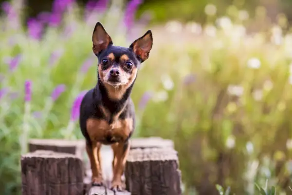 small dog standing atop wooden fence