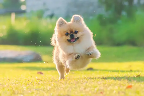 cute puppies pomeranian mixed breed pekingese dog run on the grass with happiness