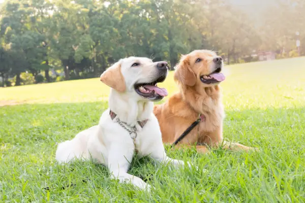 two dogs, labrador retriever and golden retriever, sitting side by side in grass field