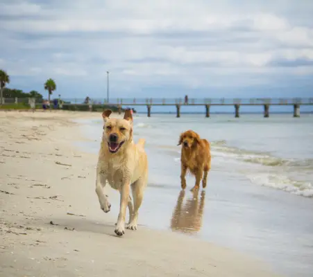 labrador retriever and golden retriever dogs running along beach, fort de soto, florida, america, usa