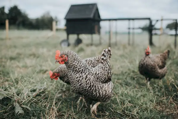 austra white hens a cross between a black australorp rooster and a white leghorn hen