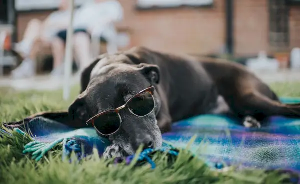 a dog lying on a blanket wearing sunglasses