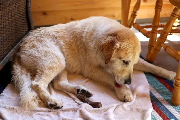 a 10 year old senior female golden retriever licks her paw dry after swimming