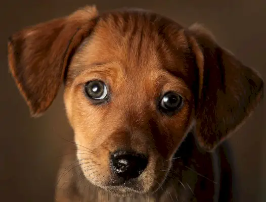 preview for 8 Dog Quotes That’ll Melt Your Heart