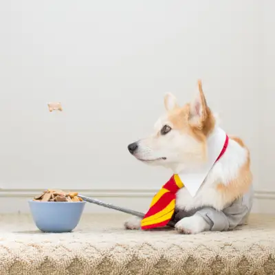 corgi dog in hogwarts style wizard student costume with tie, blazer, and wand watching a floating treat