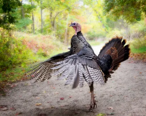 turkey standing on tip toes, wings aflutter, crossing a dirt country road