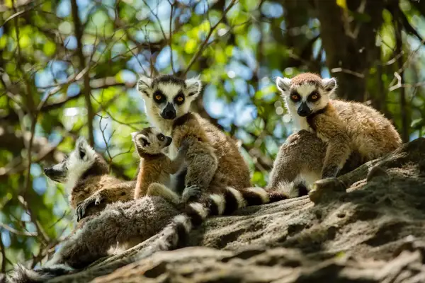 A group of lemurs sitting on a rock