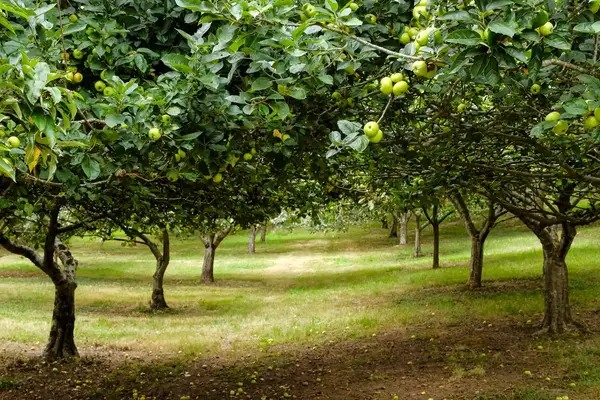 An orchard with rows of fruit trees