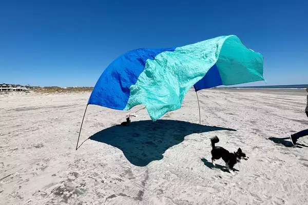 Shibumi Shade blowing in the wind on a beach next to a dog 