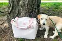A dog next to the Stanley The All Day Julienne Max 30-Can Cooler