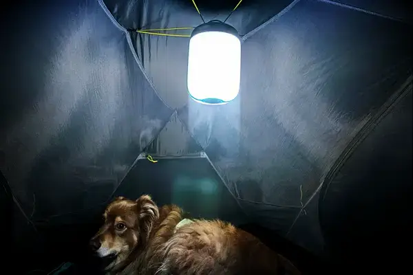 A dog sits inside the Kuiu Mountain Star 2 Person Tent under a handing light